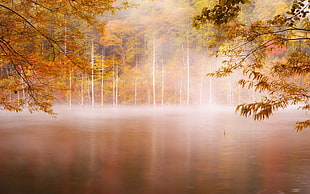 lake and trees photo