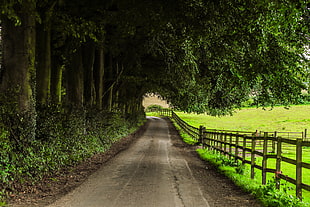 empty road between fence and tall trees during daytime HD wallpaper
