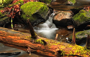 river between brown rock formation near brown tree branch photography HD wallpaper