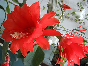 two red flowers HD wallpaper