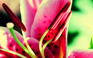 macro shot of pink flower HD wallpaper