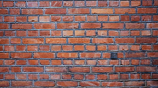 brown wall bricks, bricks, texture, textured HD wallpaper