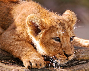 lion cub lying HD wallpaper