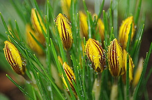 yellow-brown-and-green flowers