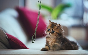 brown Persian cat, Ben Torode, strings, animals, couch HD wallpaper