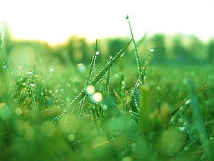 shallow focus photography of green grass, grass