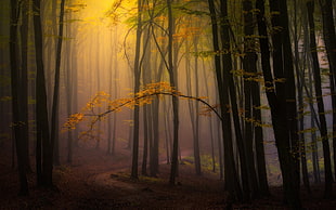 yellow leafed trees, nature, landscape, fall, mist