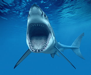 grey shark photography HD wallpaper
