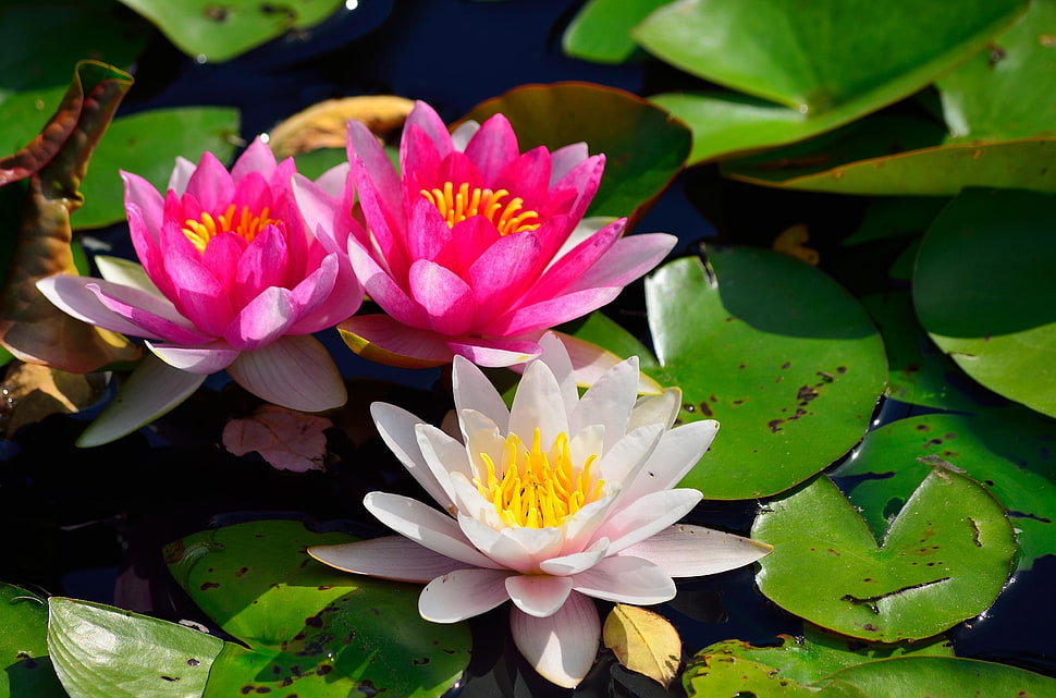 photo of pink and white water lilies HD wallpaper