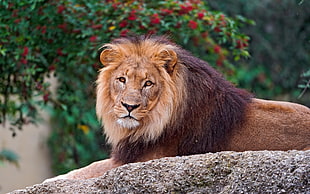 lion lying on brown rock in front of green trees