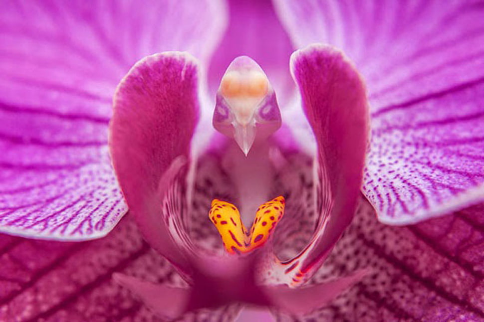pink flower HD wallpaper