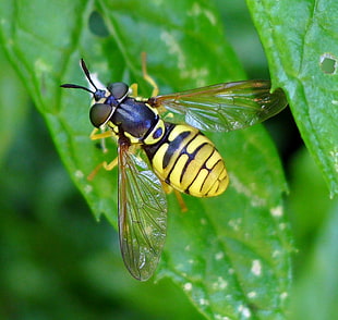 tilt shift photography of yellow and black wasp on green leaves