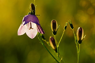 closeup photography of purple petaled flower, campanula HD wallpaper