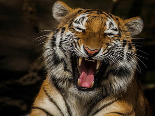 brown, black, and white tiger photography