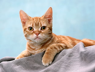 orange tabby cat, cat, feline