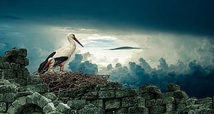 two white-and-black Storks on top of concrete wall