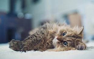 selective focus photography of brown tabby cat lying on carpet