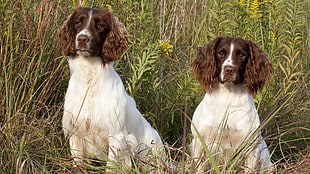 two adult white-and-brown munsterlunders, dog, animals, spaniels