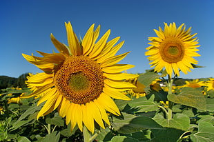 closeup photography of sunflower during daytime, loir-et-cher HD wallpaper
