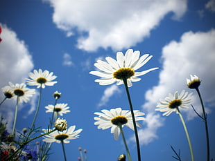 white petal flower under clouds during daytime