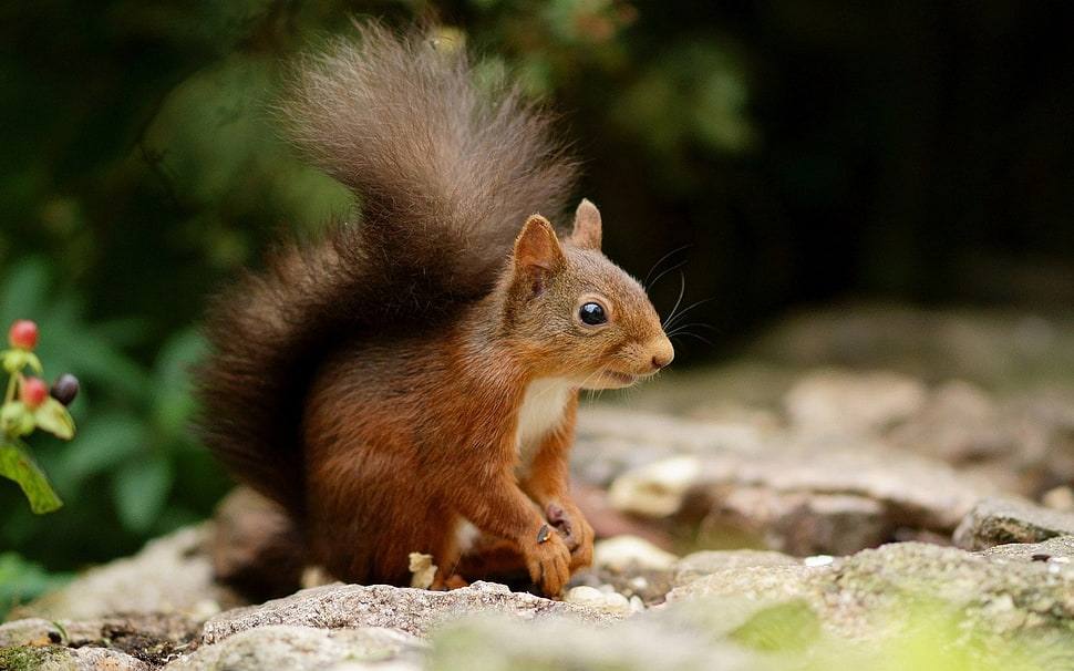 brown and black short-fur cat, animals, squirrel HD wallpaper