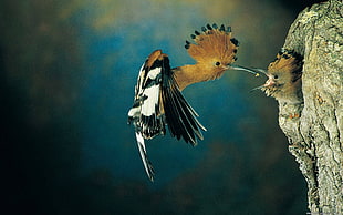 photography of flying brown and black hummingbird feeding chick