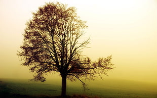 brown tree, trees, nature