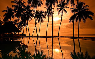 silhouette of coconut trees during golden hour