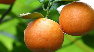 two orange fruits, nature, fruit, orange (fruit)
