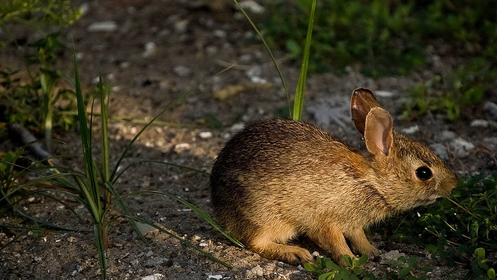 brown Rabbit on green grass HD wallpaper
