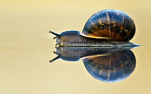close up photography of blue and black snail HD wallpaper