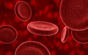 red blood cells HD wallpaper