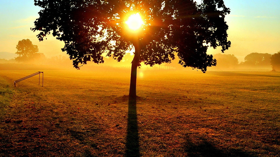 silhouette photo of tree HD wallpaper
