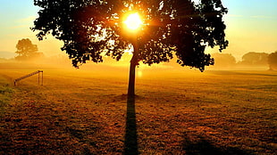 silhouette photo of tree