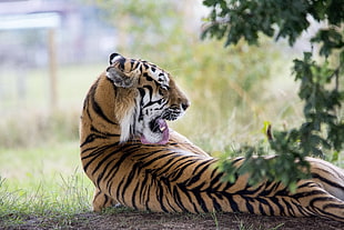bengal tiger lying on ground near green leaf plant