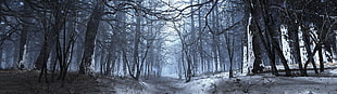winter, forest, nature, snow