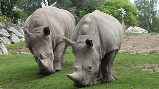 two rhinoceroses, rhino, animals HD wallpaper