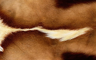 close up photo of brown and white animal skin