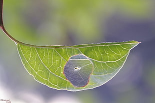 close up photo of spider with web on leaf