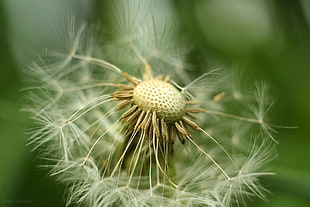 selective focus photography of white dandelion flower