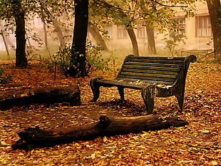 brown wooden bench surrounded with withered leaves at daytime