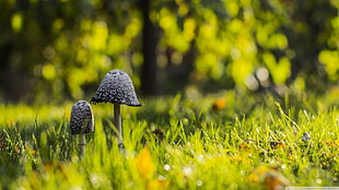 black mushroom selective photography, mushroom, depth of field, grass, nature HD wallpaper