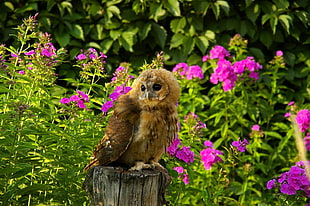 brown Owl parched on brown wooden log near pink flowers