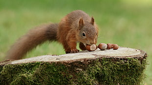 depth of field photography of Squirrel eating hazelnut