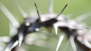 brown spiny plant, nature, macro, thorns, green