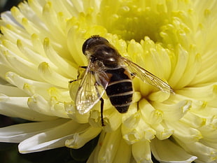 bee on yellow petaled flower close up photography