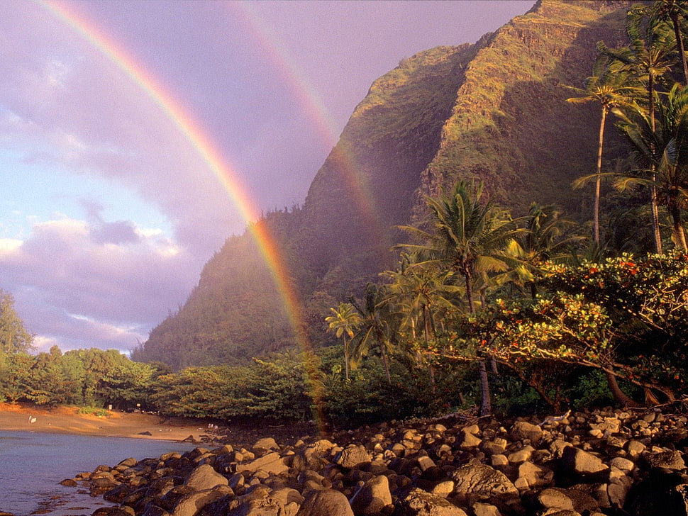 trees near mountain under rainbow HD wallpaper