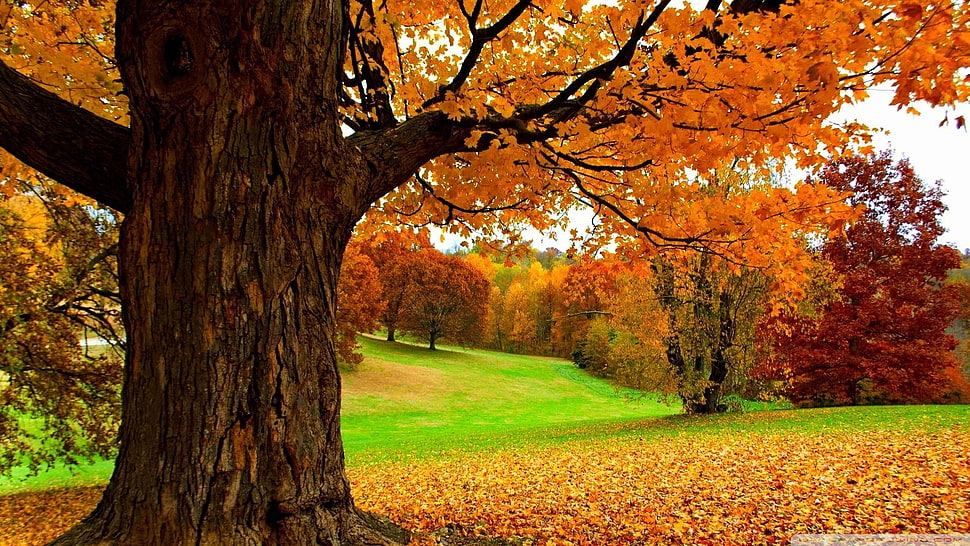 brown tree, landscape, fall, grass HD wallpaper