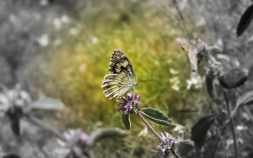 yellow and black Butterfly perched on purple petaled flower in selective focus pghotography HD wallpaper