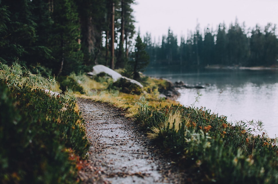 green grass, landscape, path, lake, trees HD wallpaper